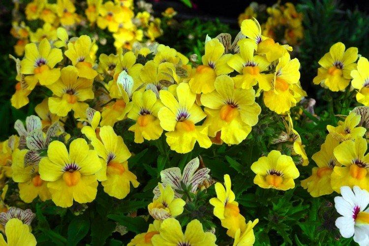 Немезия – фото