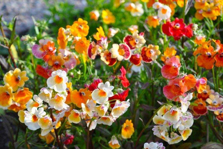 Немезия – фото