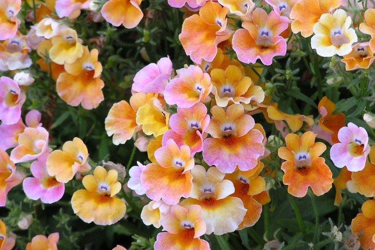 Немезия – фото