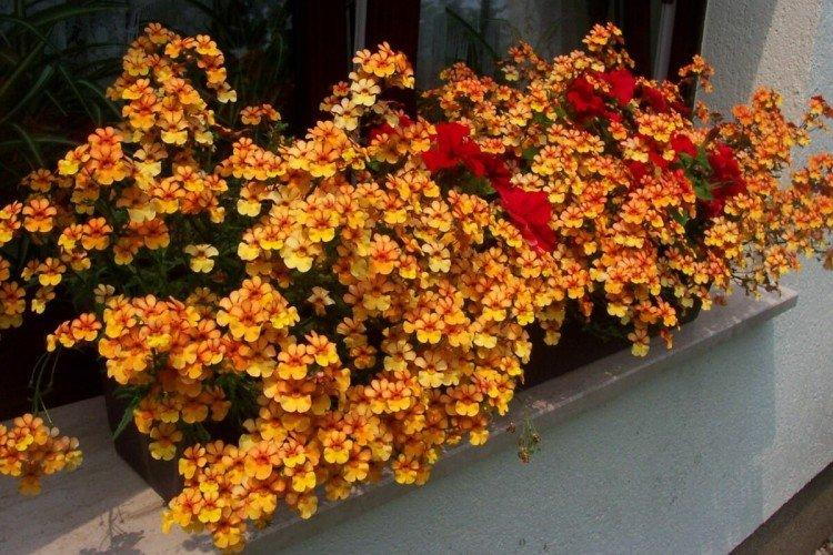 Немезия – фото