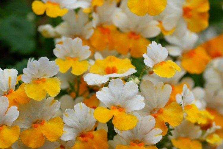 Немезия – фото