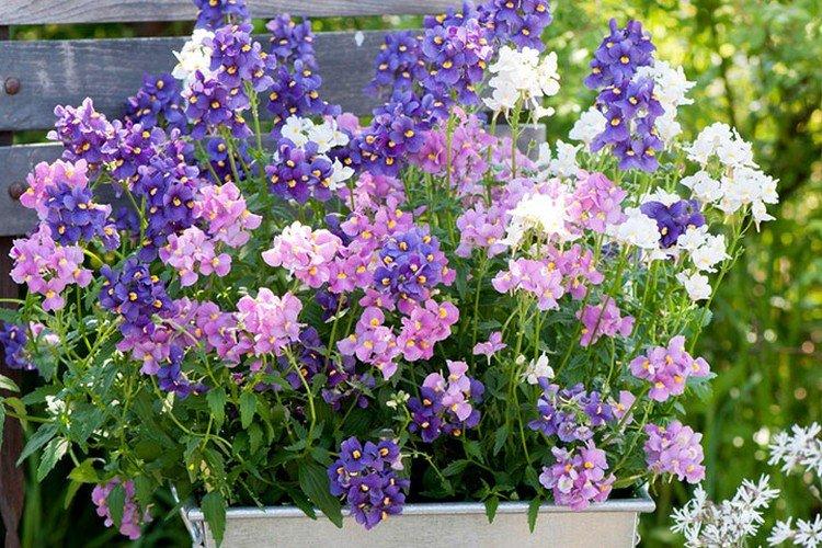 Лазоревая немезия