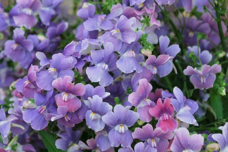 Пышноцветущая немезия