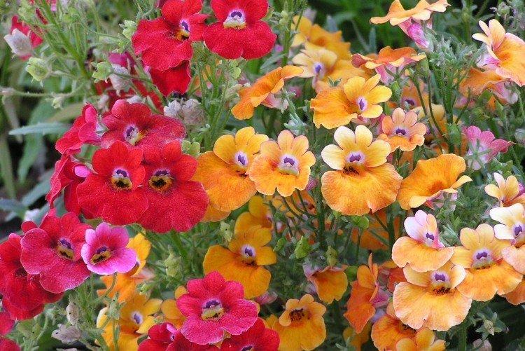 Гибридная немезия