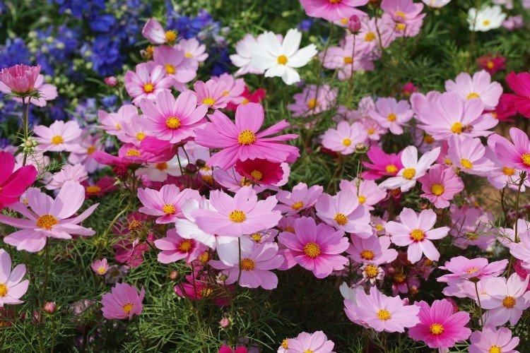 Космея (50 фото): виды, уход и посадка в открытом грунте