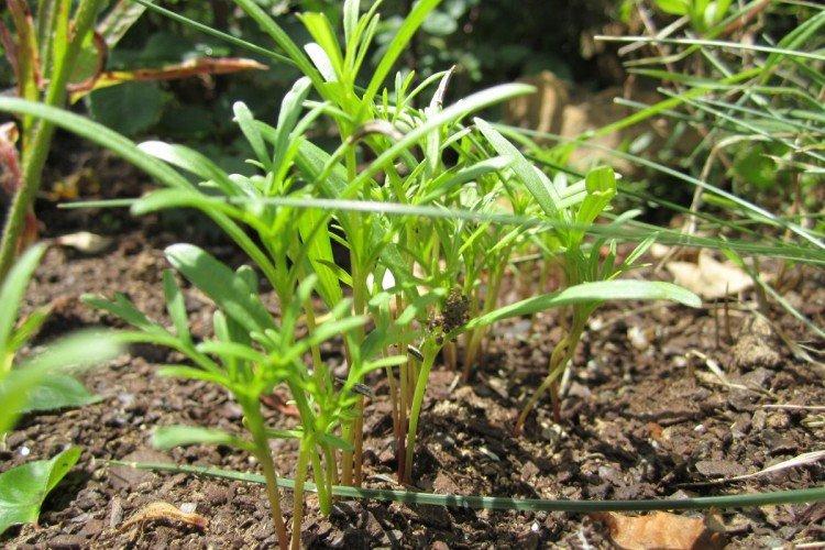 Посадка и размножение