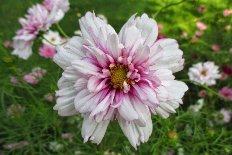 Космея – фото