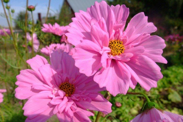 Космея – фото