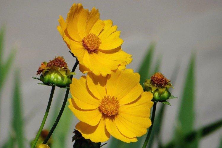 Космея – фото