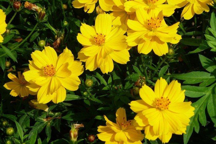 Космея – фото