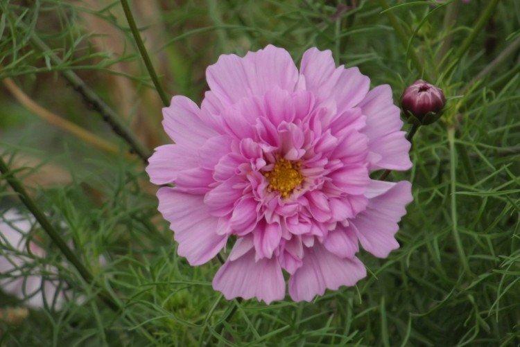 Космея – фото