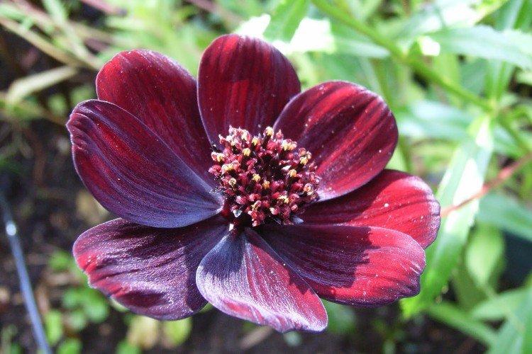 Космея – фото