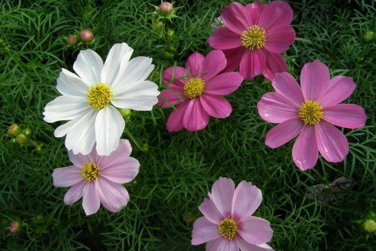 Космея – фото