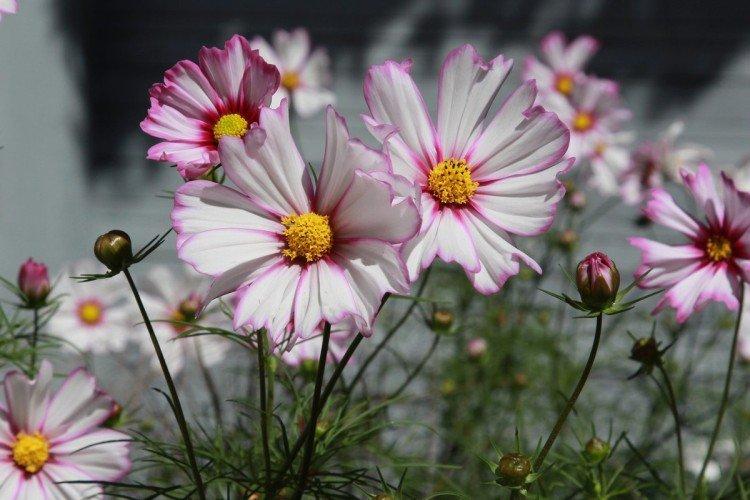 Космея – фото