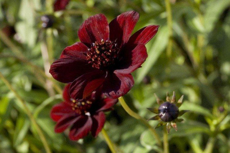 Космея – фото