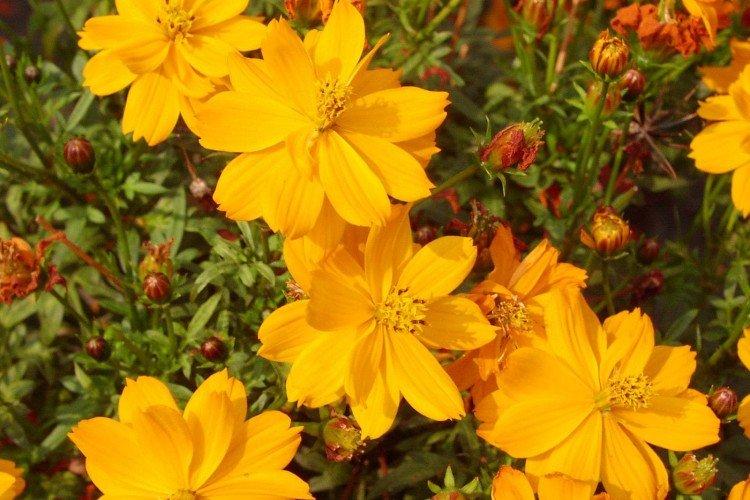 Космея – фото