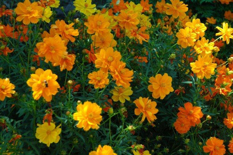 Серно-желтая космея