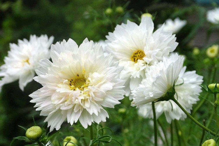 Махровая космея