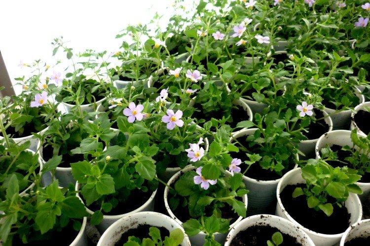 Посадка и размножение