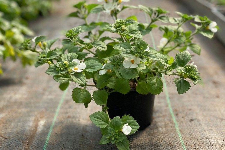 Вредители и болезни бакопы