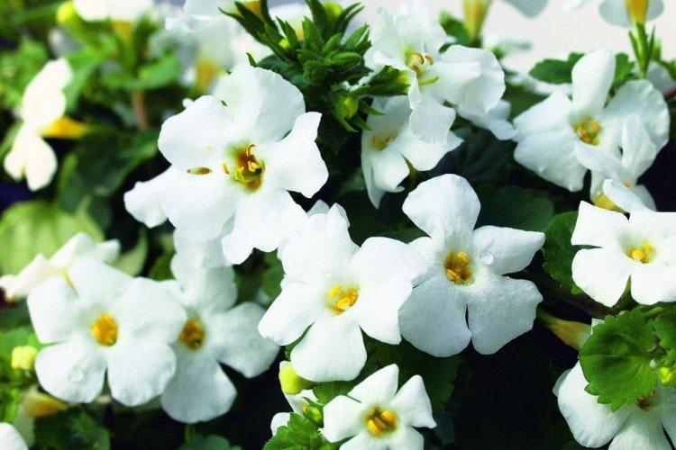 Бакопа – фото