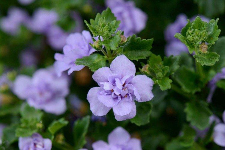 Бакопа – фото