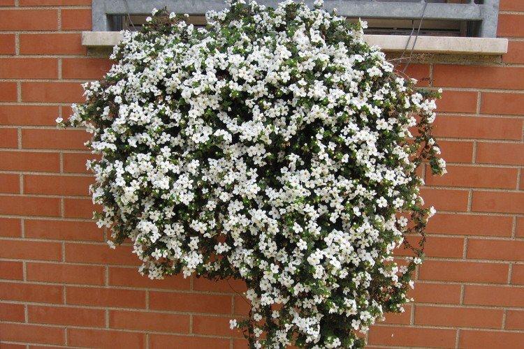 Бакопа – фото