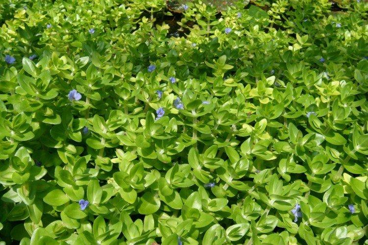 Каролинская бакопа