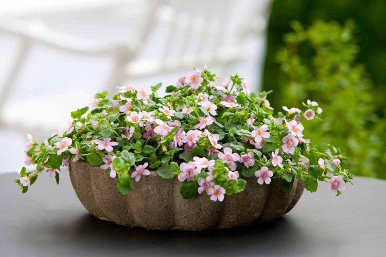 Бакопа – фото