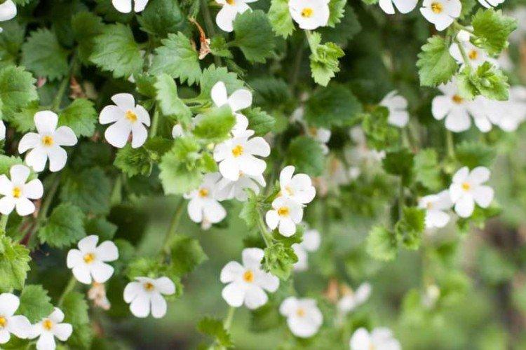 Бакопа – фото