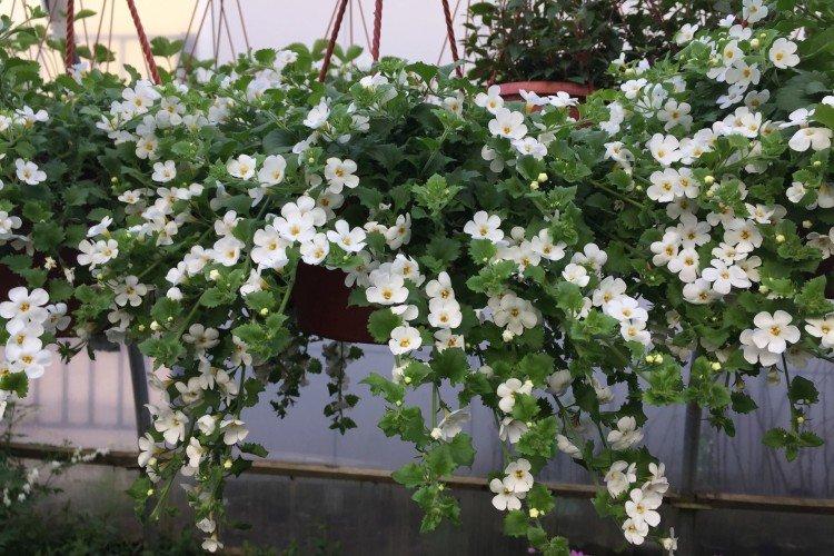 Бакопа – фото