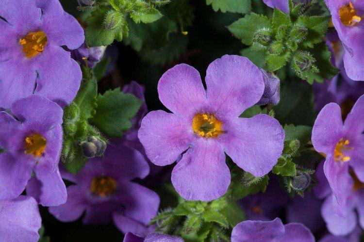 Бакопа – фото