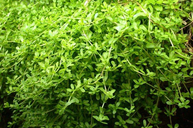 Низкорослая бакопа