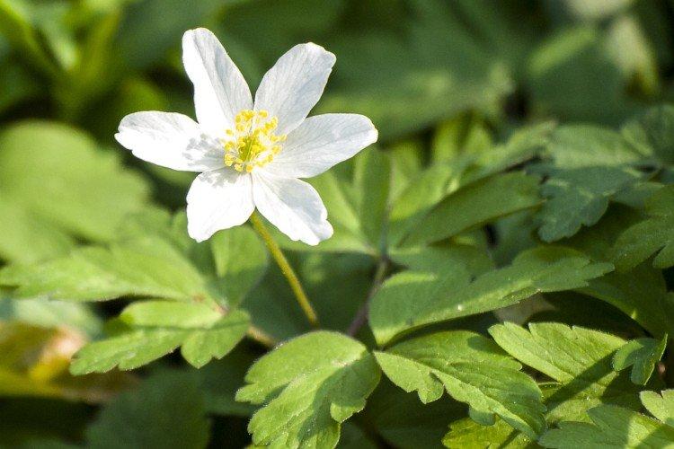 Период покоя