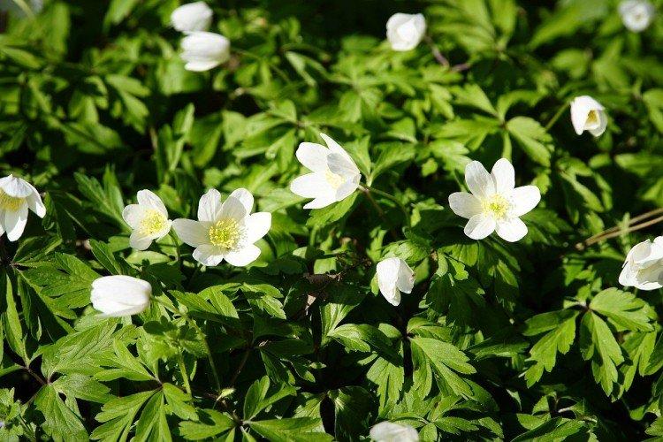 Борьба с вредителями и болезнями