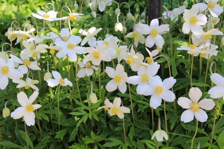 Лесная ветреница