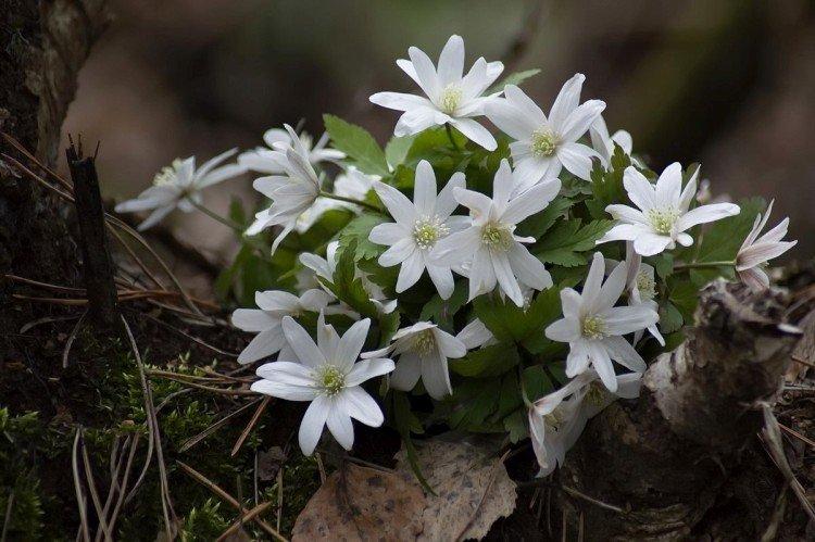 Ветреница – фото