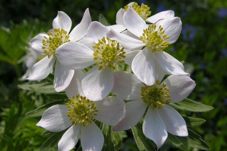 Ветреница – фото