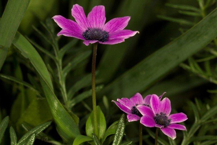 Ветреница – фото