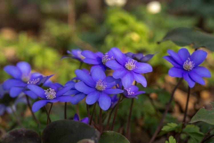 Ветреница – фото