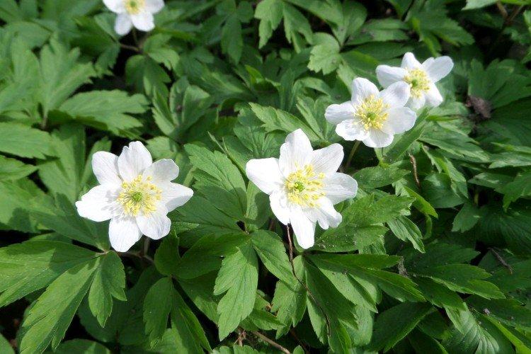 Ветреница – фото