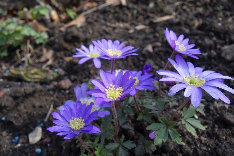 Ветреница – фото