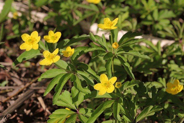 Ветреница – фото