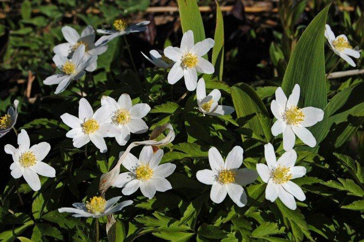 Ветреница – фото