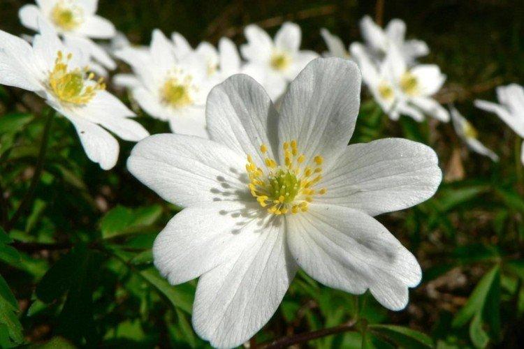 Ветреница – фото