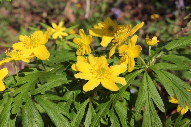 Лютичная ветреница