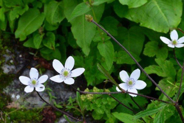 Наскальная ветреница