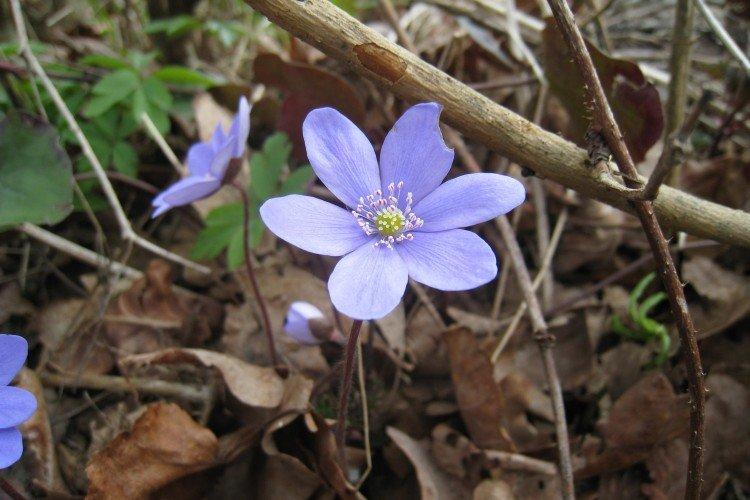 Голубая ветреница