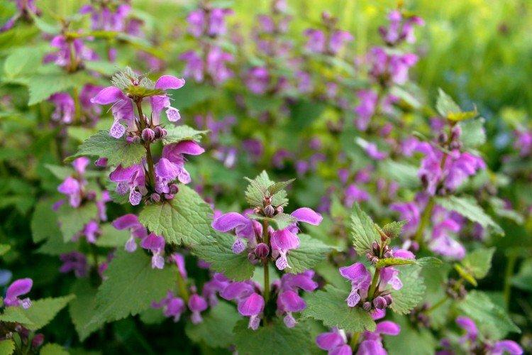 Яснотка (60 фото): виды, посадка и правильный уход