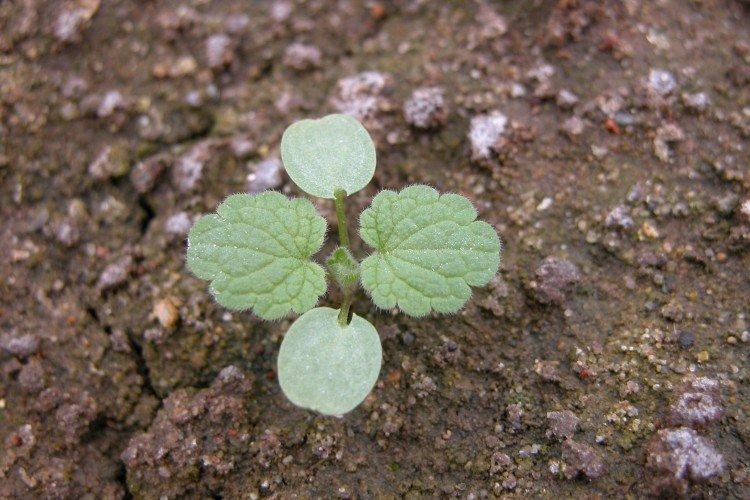 Посадка и размножение